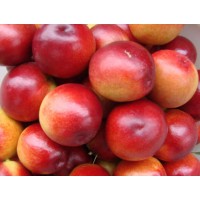 陜西油桃，沙紅桃鮮桃系列面向全國隆重招商